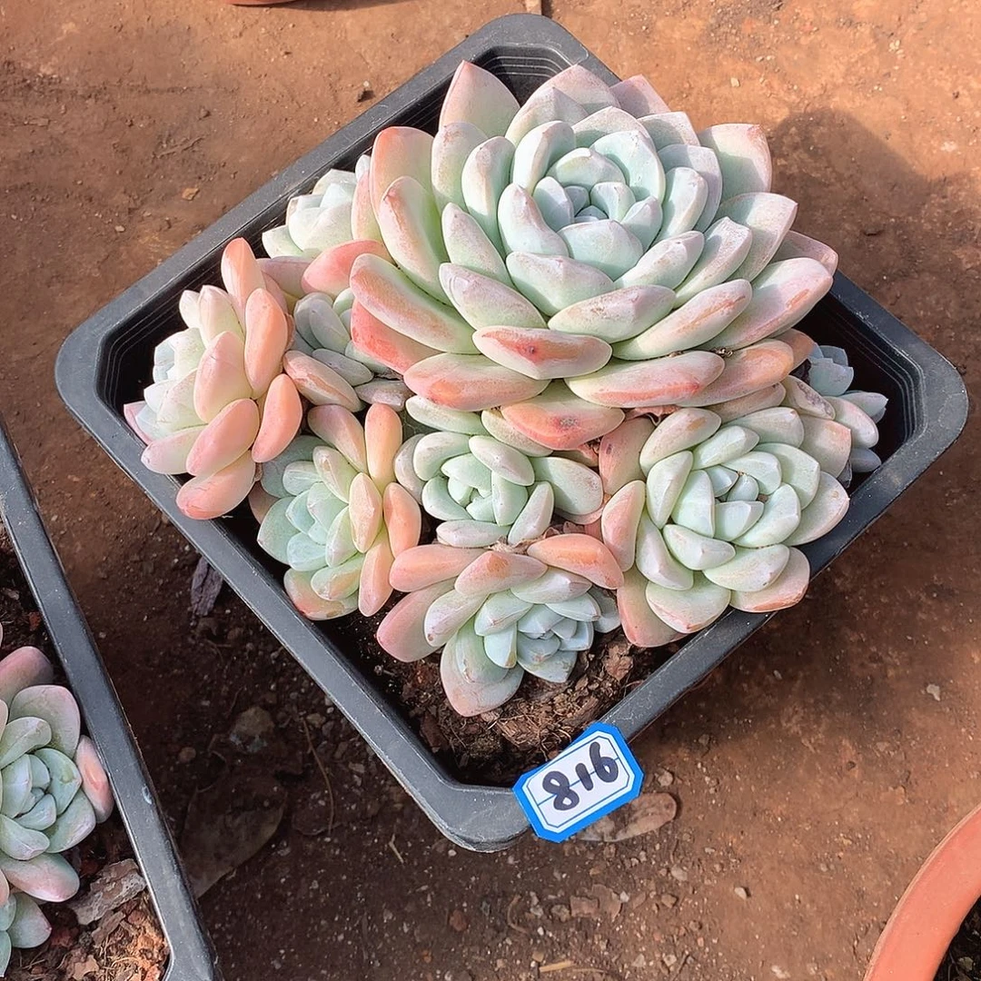 816冰玉 一物一拍多肉