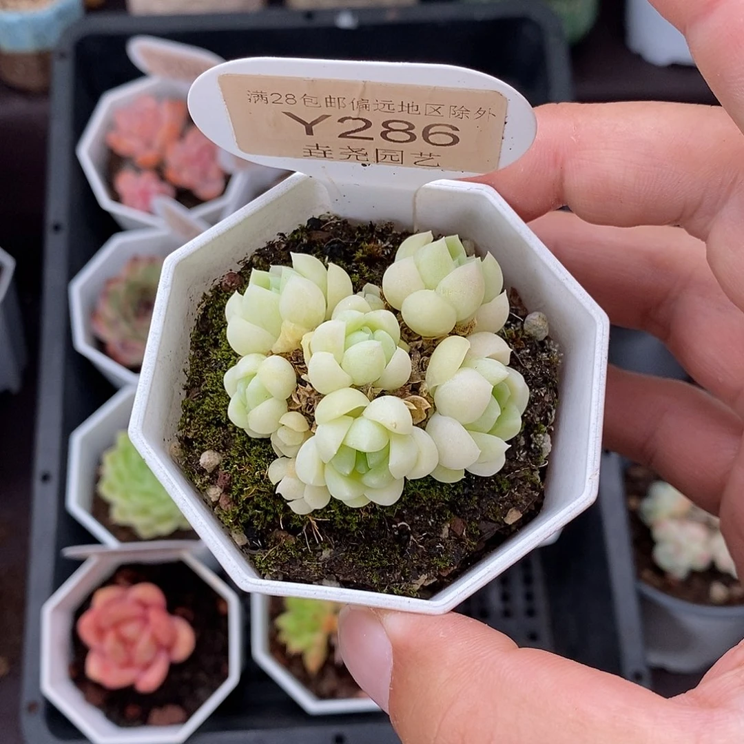 0286 白月光 5cm