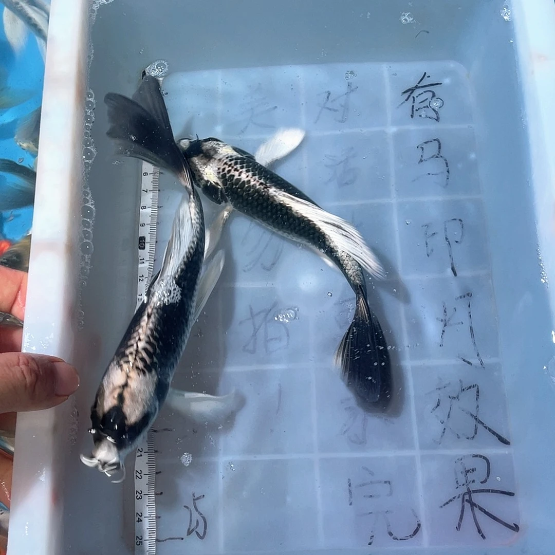 蝴蝶鲤渔场直发29