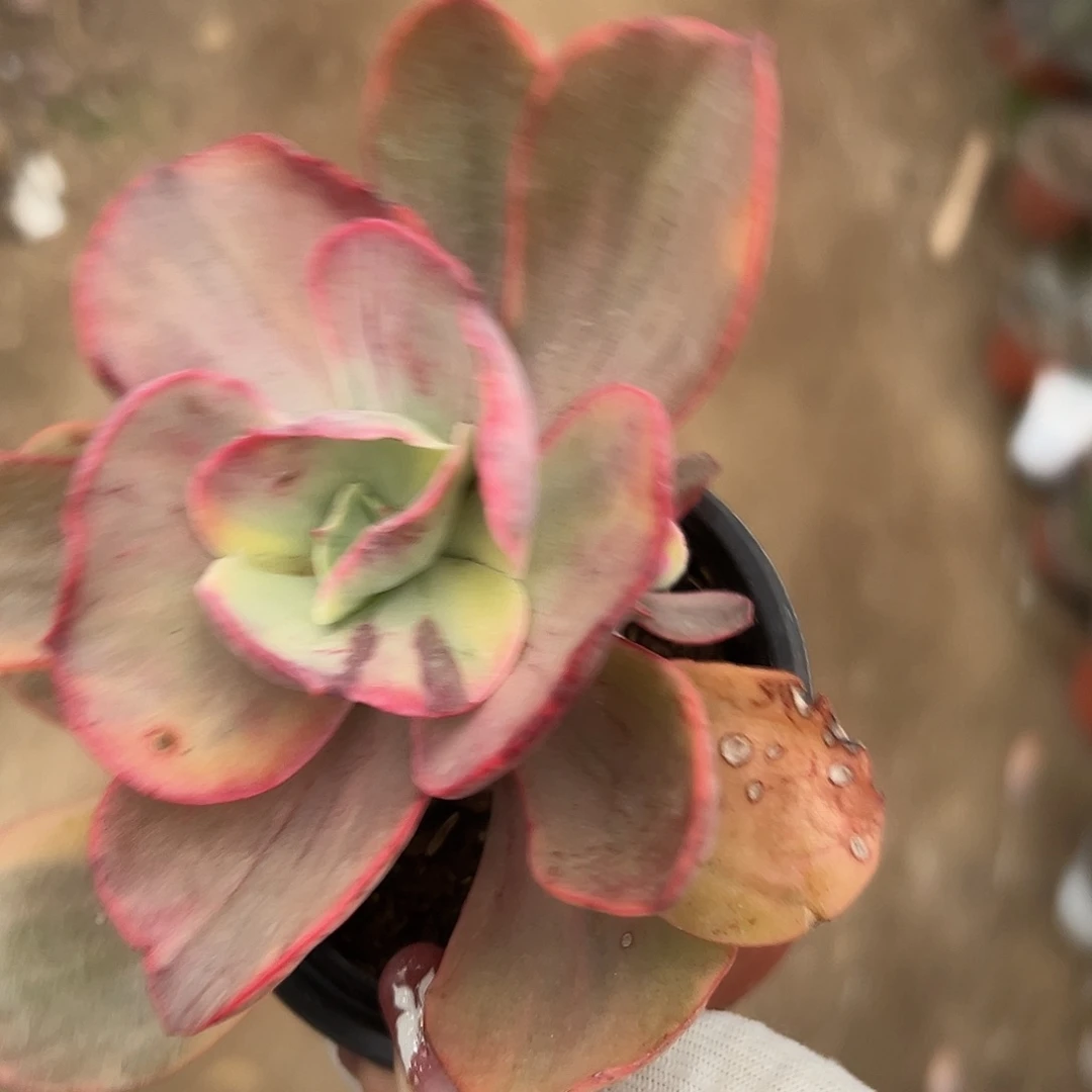 多肉植物多肉植物