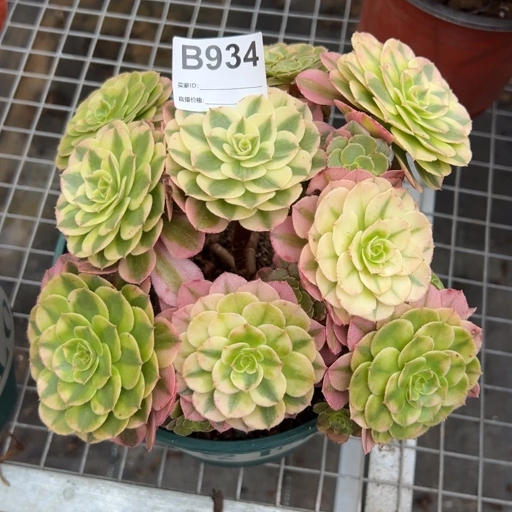 934荔枝朵朵多肉20厘米左右