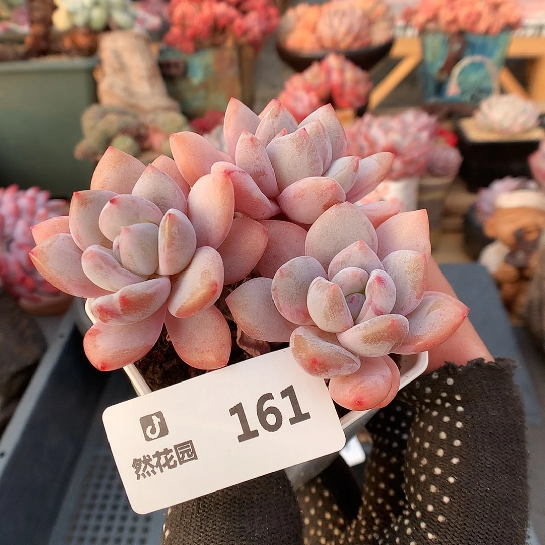 161星星雪多肉植物6633