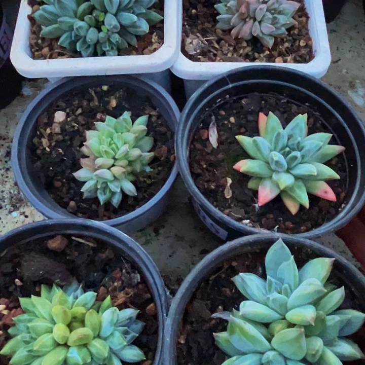 美人系多肉植物一物一拍