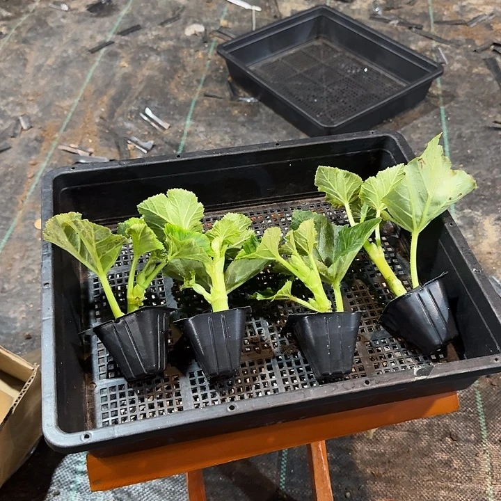 大部分花苞少量开放福利4色