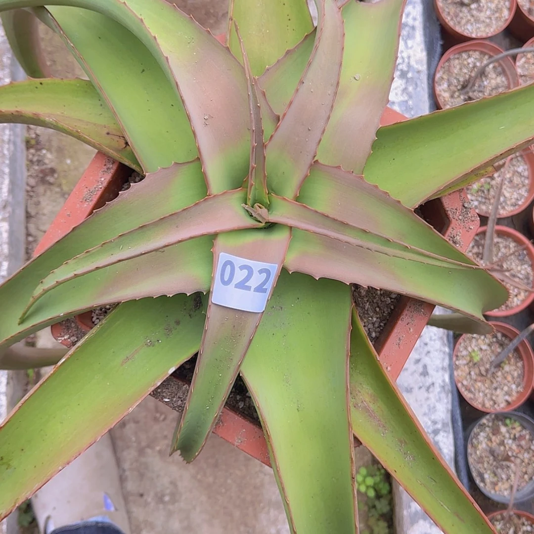 【闪购商品】刘*力块根植物