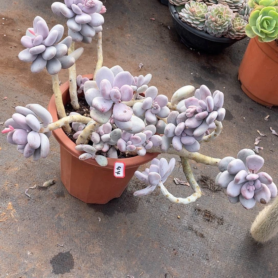 44大叶奶 一物一拍多肉