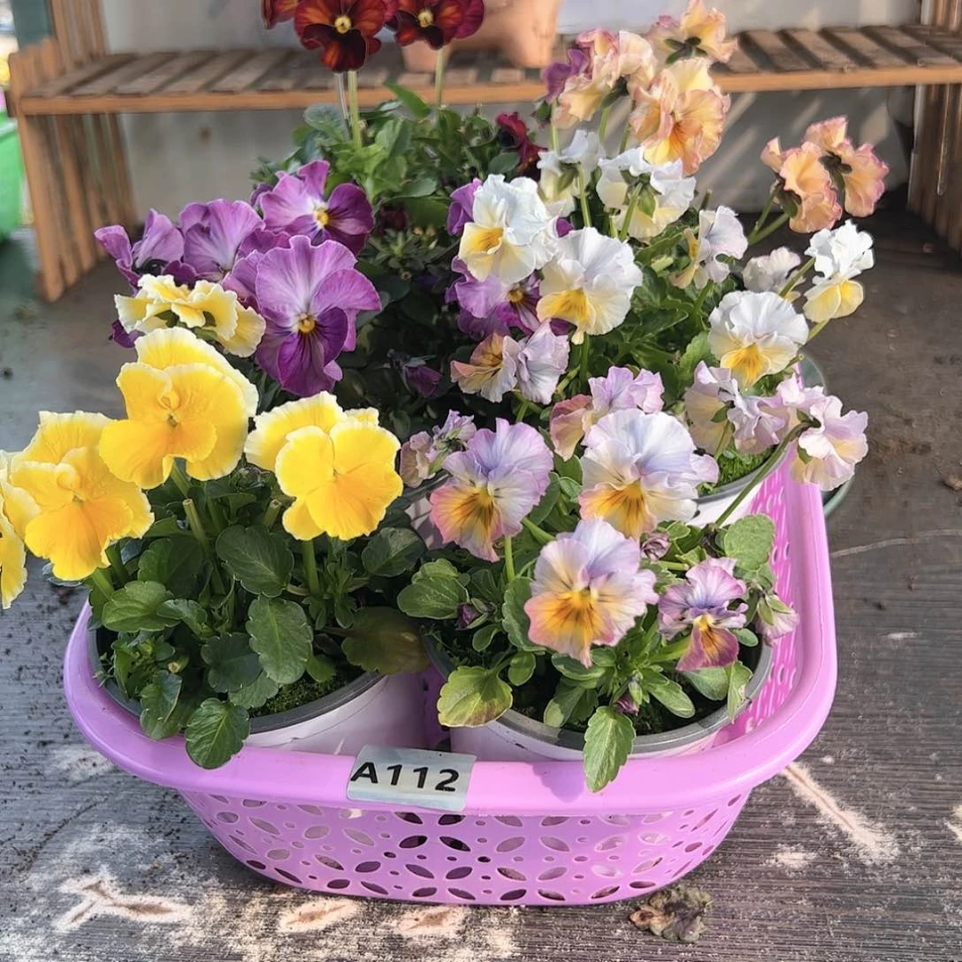 【闪购商品】112号