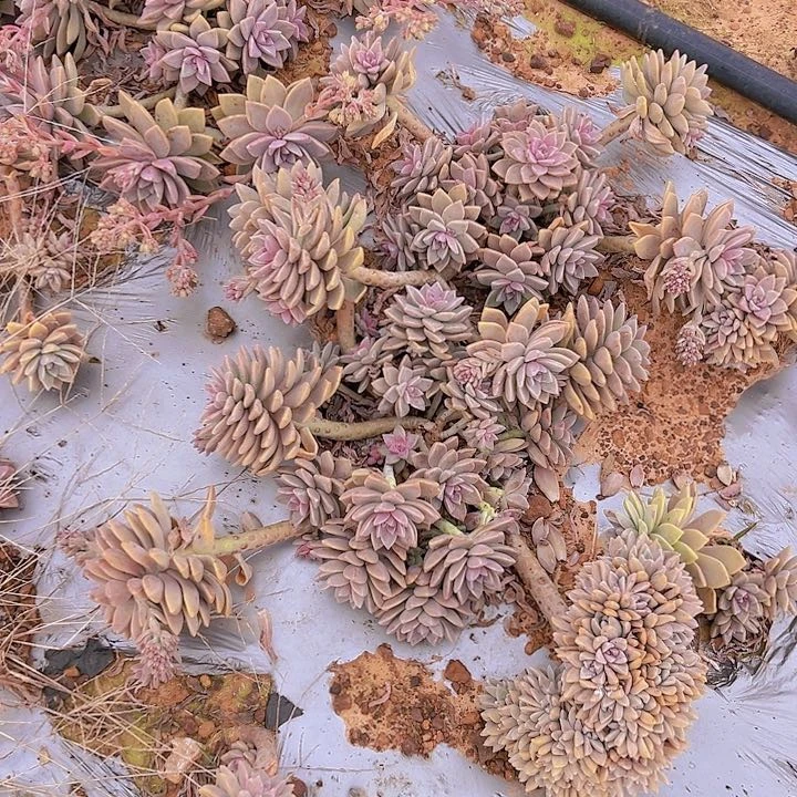 小*?淡雪缀 16元一棵发货