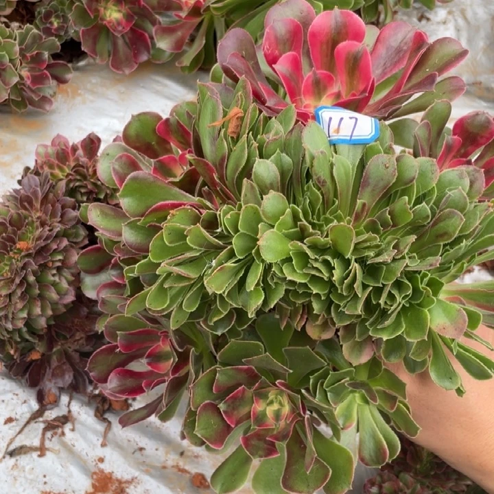 117香妃朵朵缀化法师