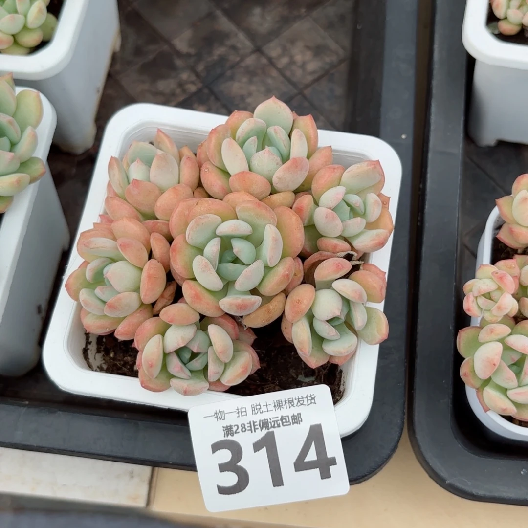蜜桃格林老桩无盆土发货