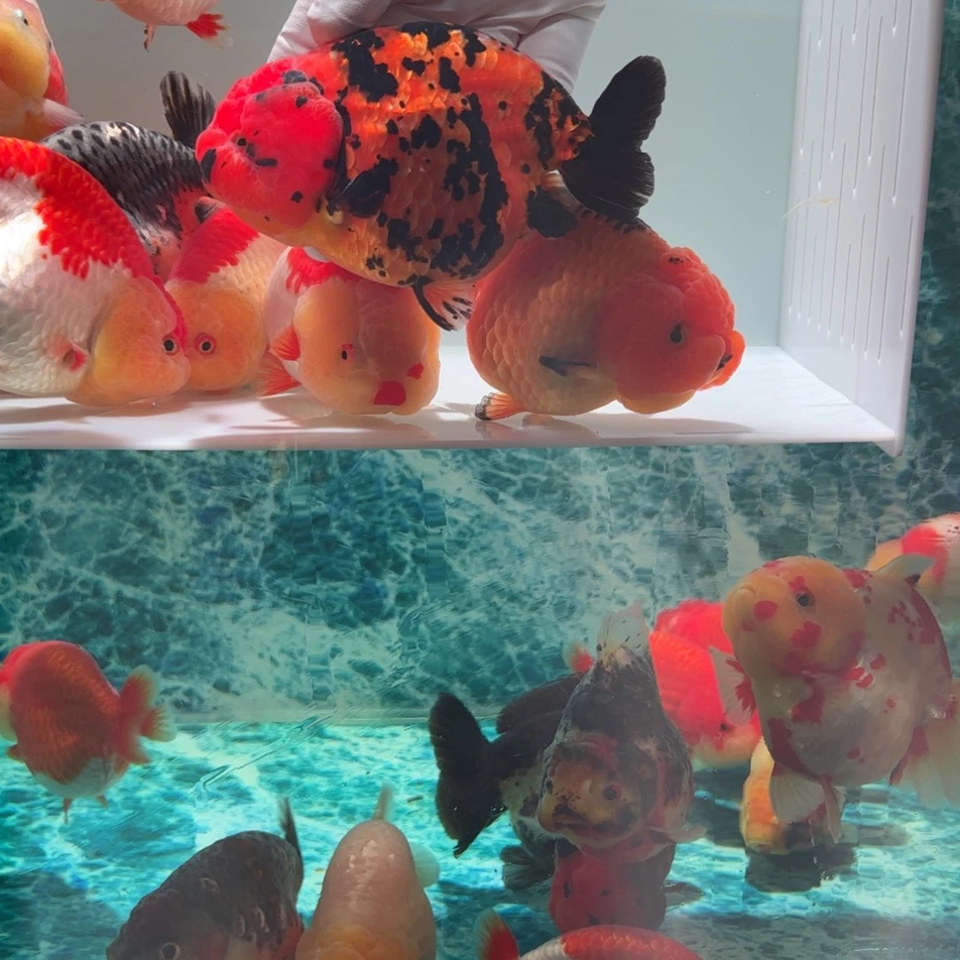 金鱼红虎特色霸气