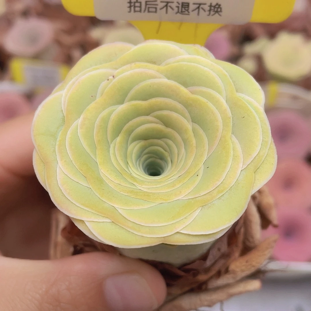 山地玫瑰Z075满38包邮裸根发货