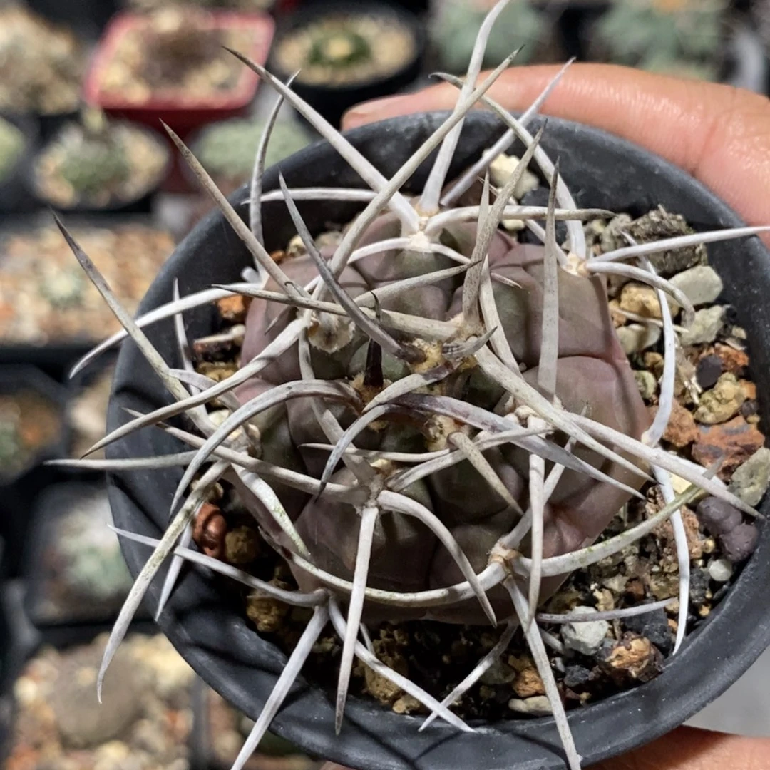 植播园艺守金摩天龙