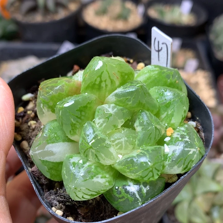 巨大化玉露锦带盆土发货发货