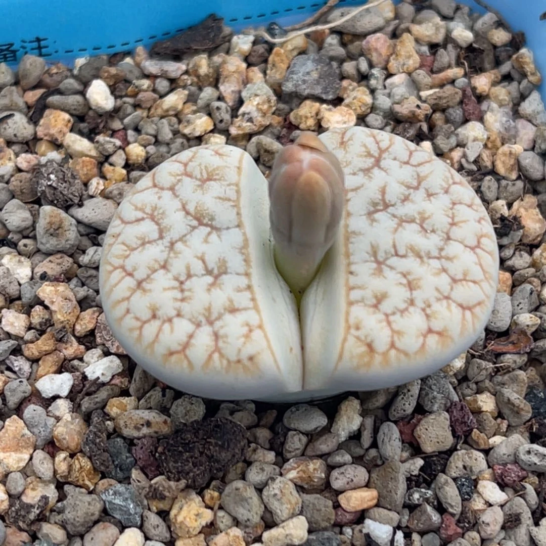 7821睫毛铁荒一颗