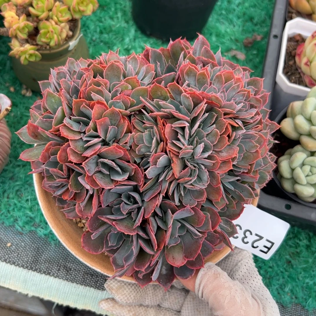 233 满38元包邮非偏远地区