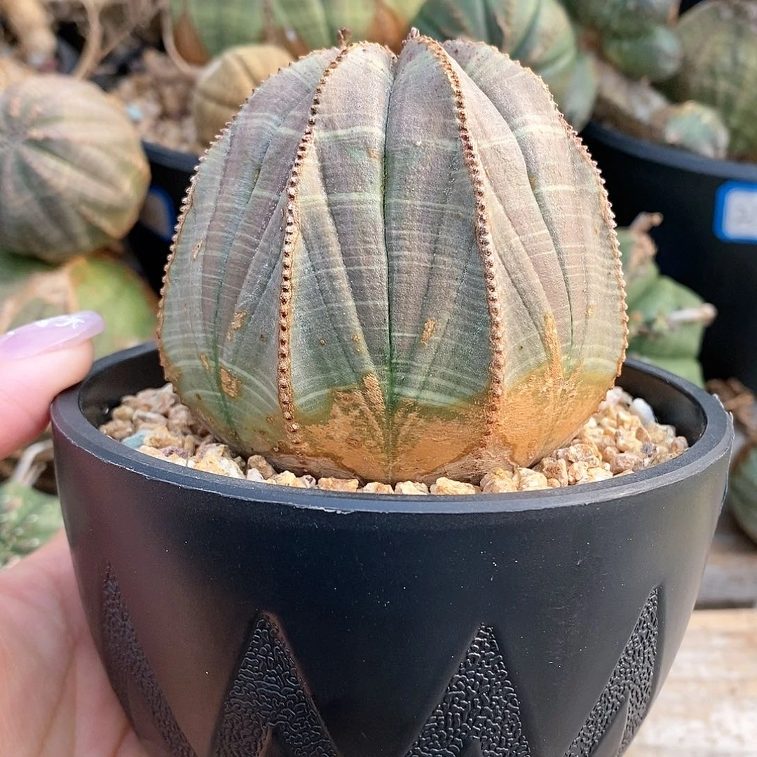 欧系实生布纹球多肉植物