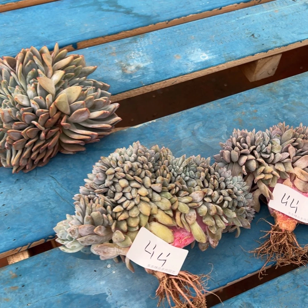 -***i瑕疵不退不换不售后