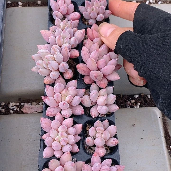 20 多肉植物盆栽花卉植物