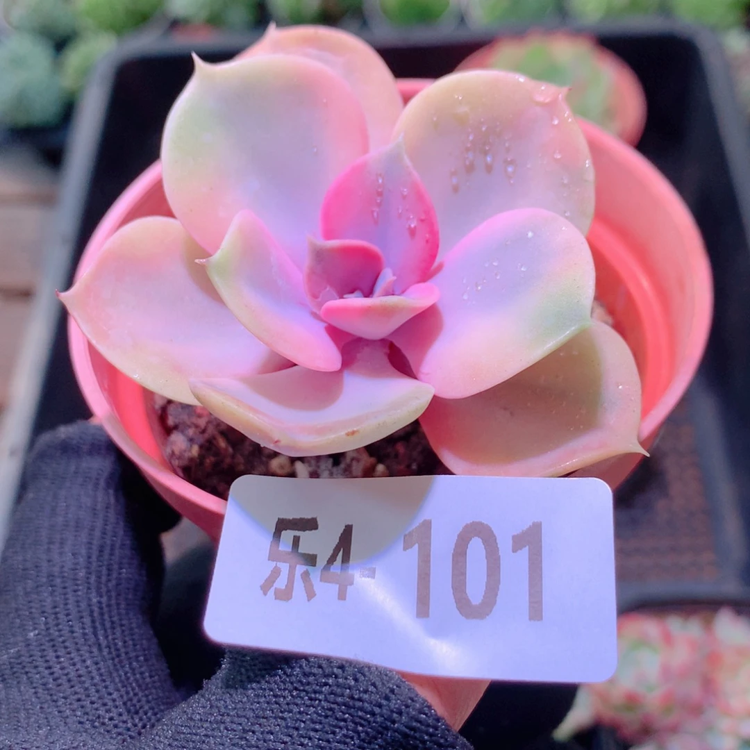 乐然4-101 彩虹单头