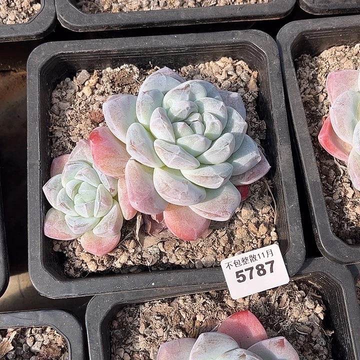 丨***月阿雅园艺。        5787