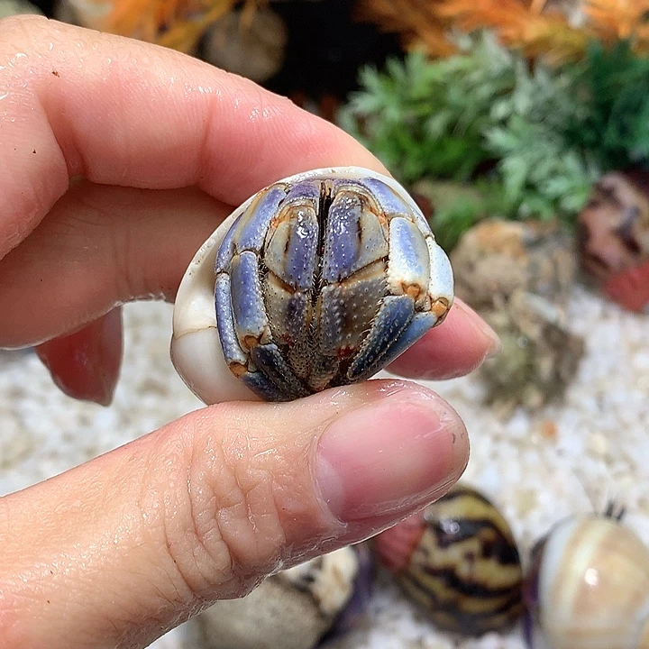 2.2口径奔跑的寄居蟹21号