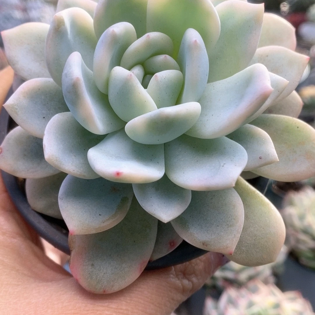 088哈哈哈哈哈哈哈哈哈