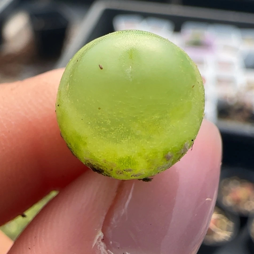 577啦啦尺寸1.1左右000