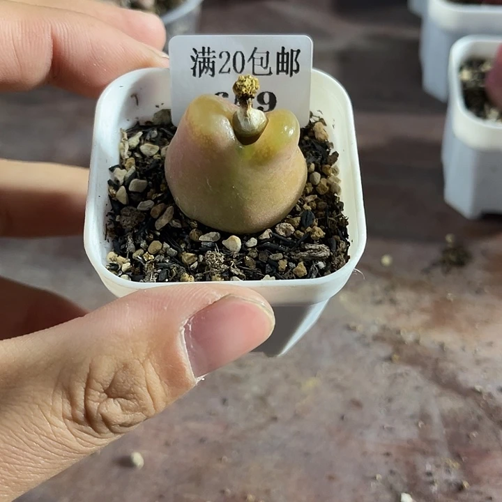 无花朵659、绒面毛