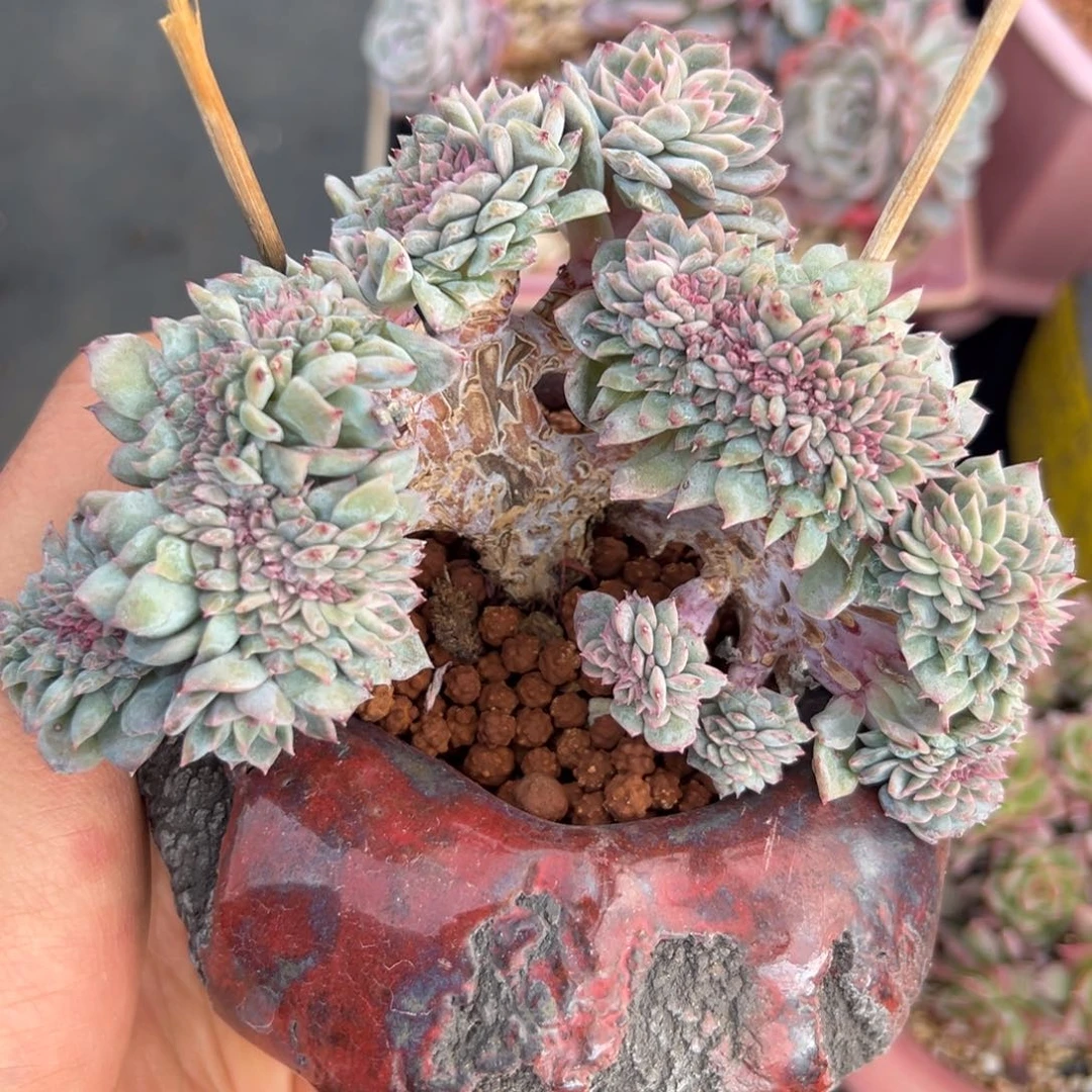 新年快乐 新年快乐