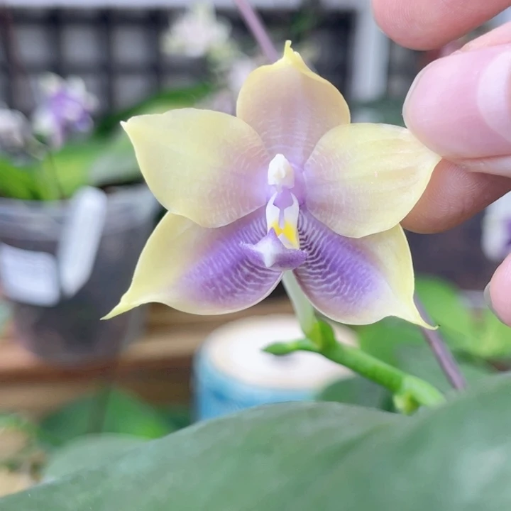 完全开放弥陀152-新品-1530