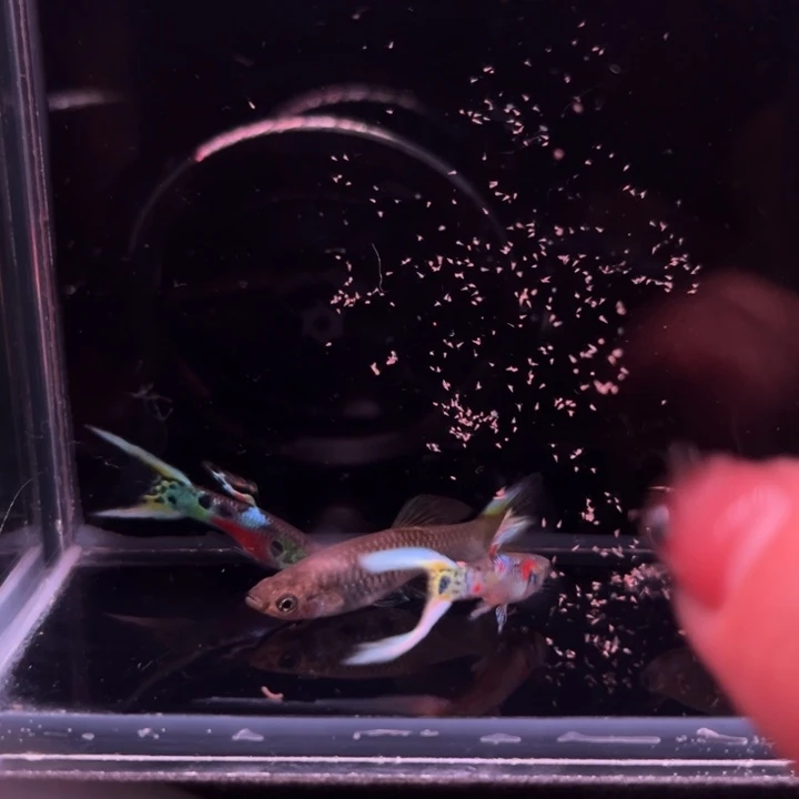 孔雀鱼霓虹双剑2对