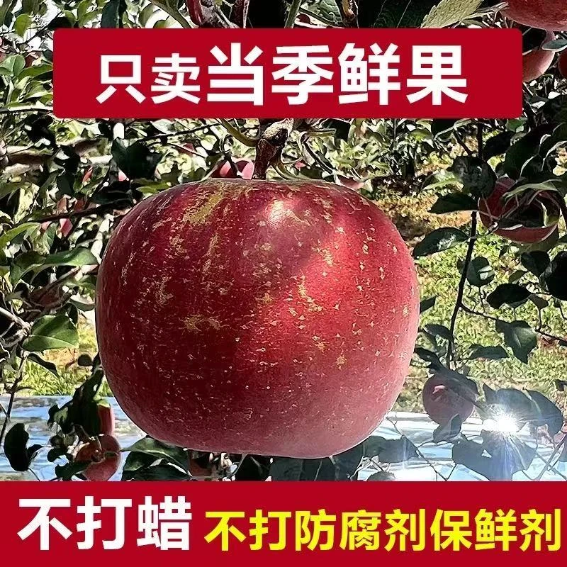D正宗四川大凉山盐源苹果红富士脆甜多汁当季新鲜水果整箱包邮