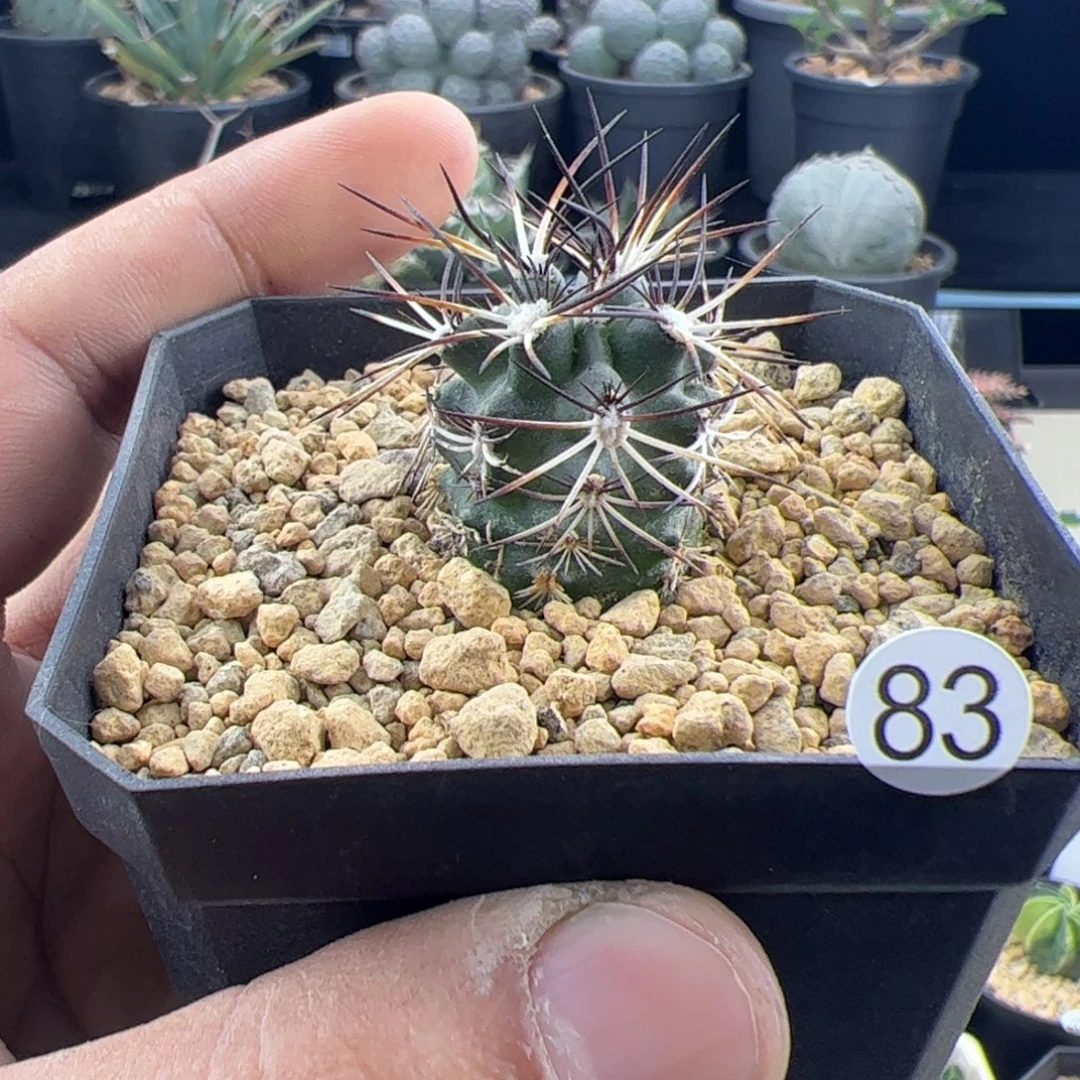 达氏青花虾一物一拍