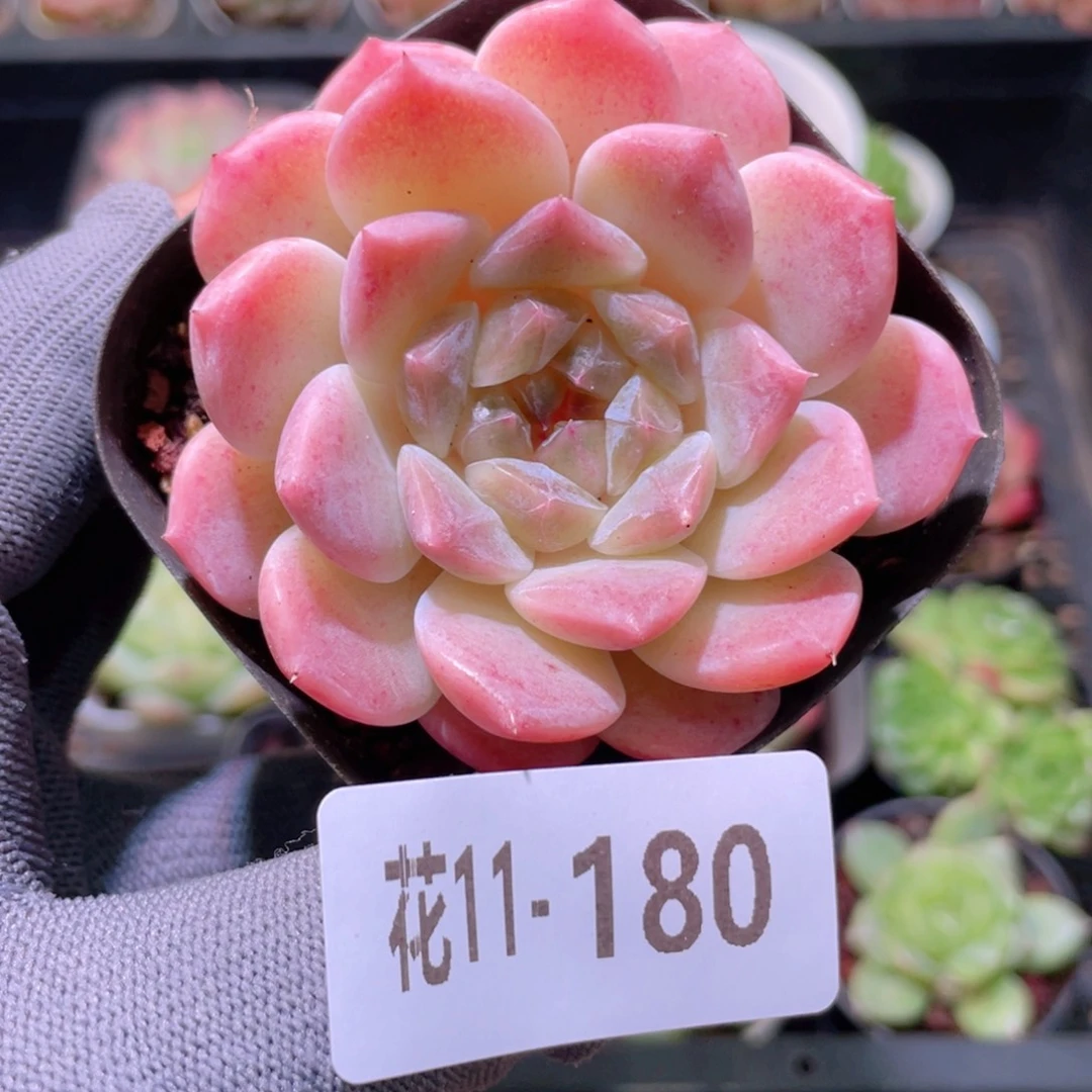 花利美11-180秘境冰魄