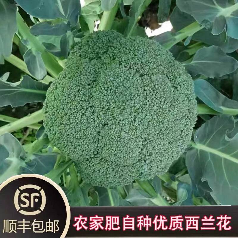顺丰包邮|新鲜西兰花椰菜花农家菜花菜轻餐蔬菜广东蔬菜