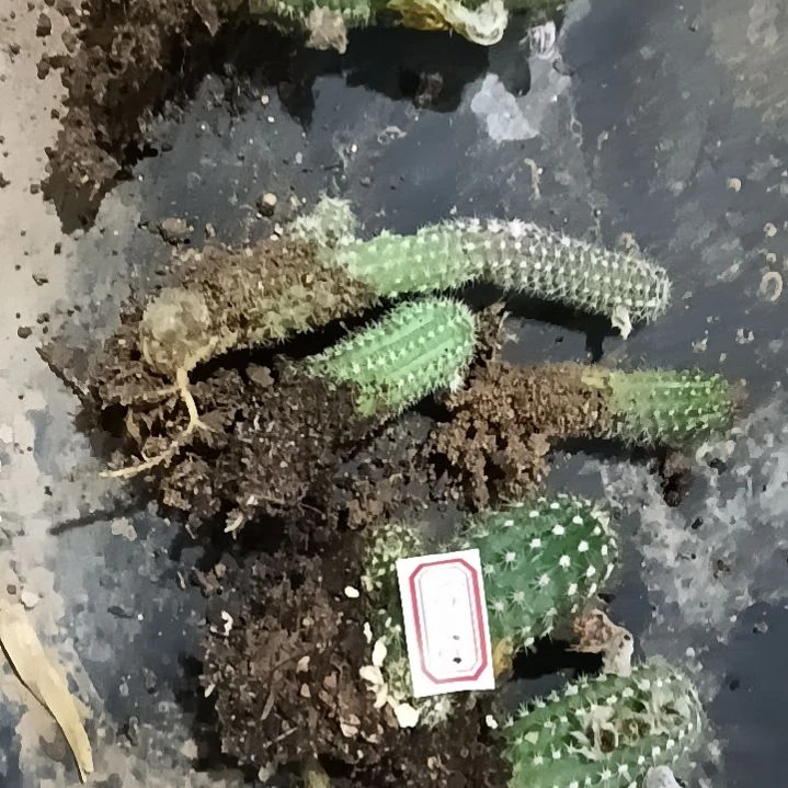 用***0潮流植物白檀六颗62012