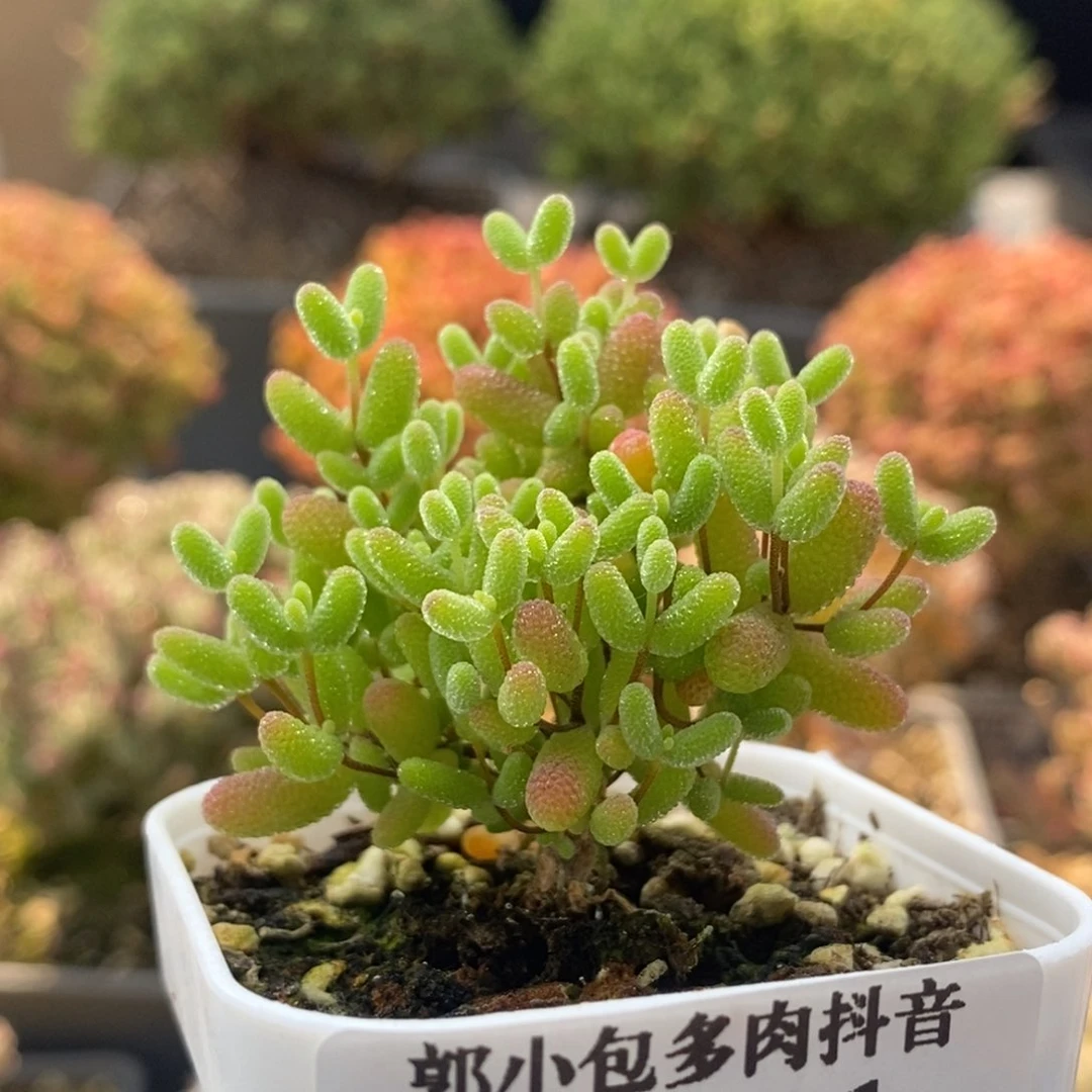 蜜橘糖球8321枝干番杏