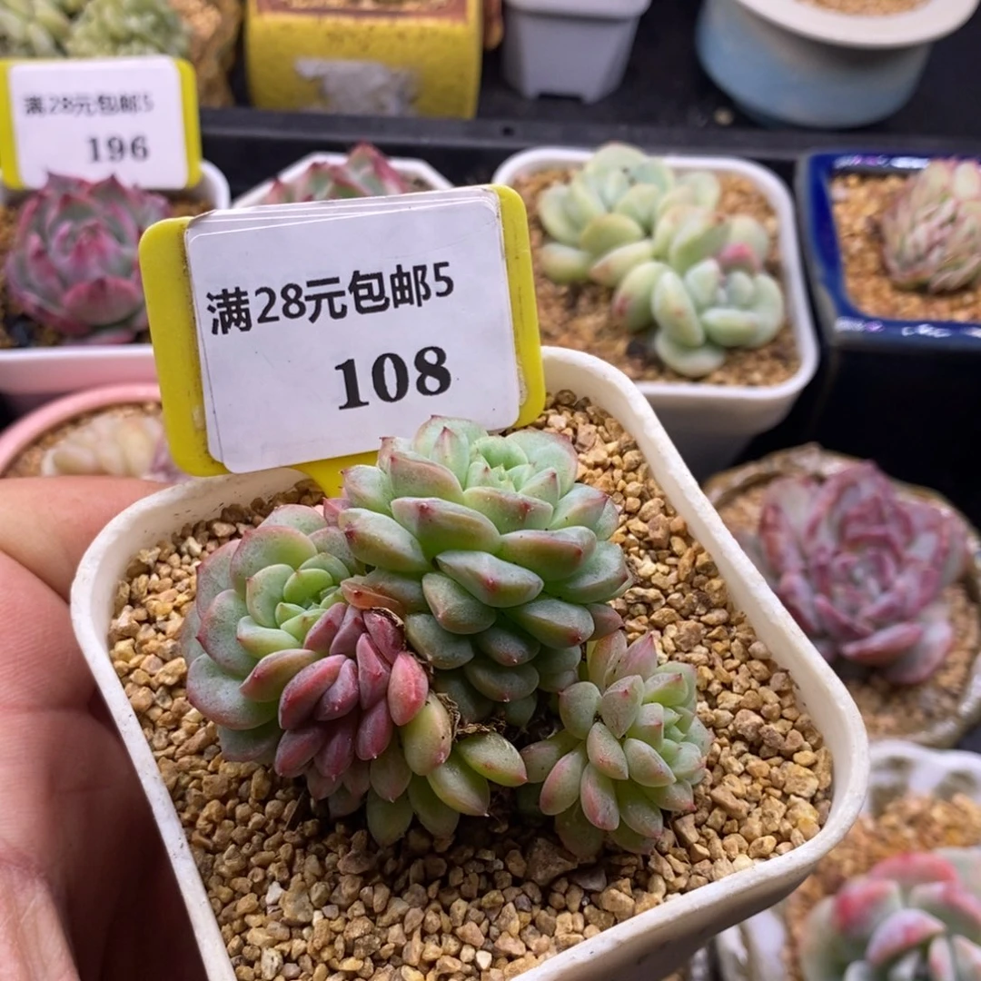 多****）5108甘露锦多肉植物