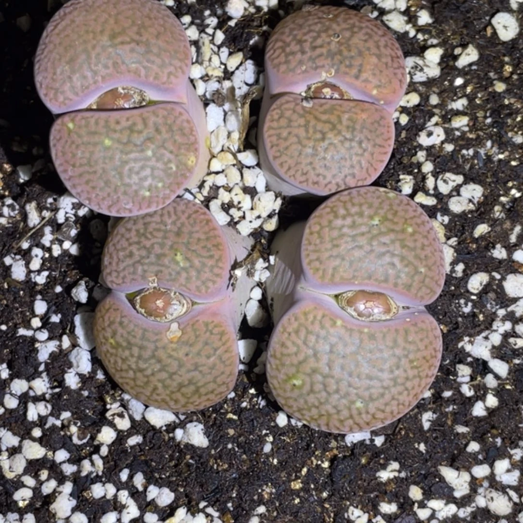 非偏远满20包邮367