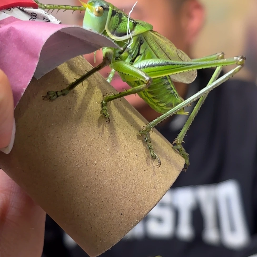 顺***着蝈蝈蝈蝈福福价格