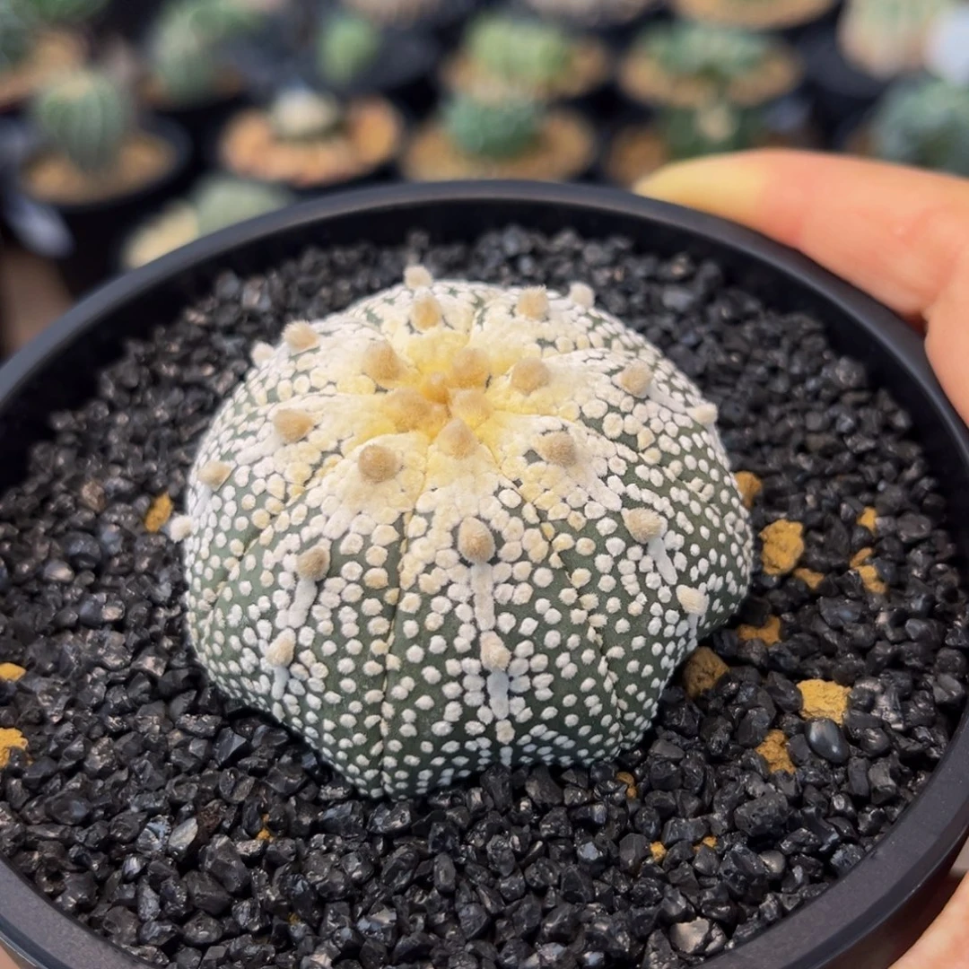 奇迹兜Zzzzzzzzzzzzzzz