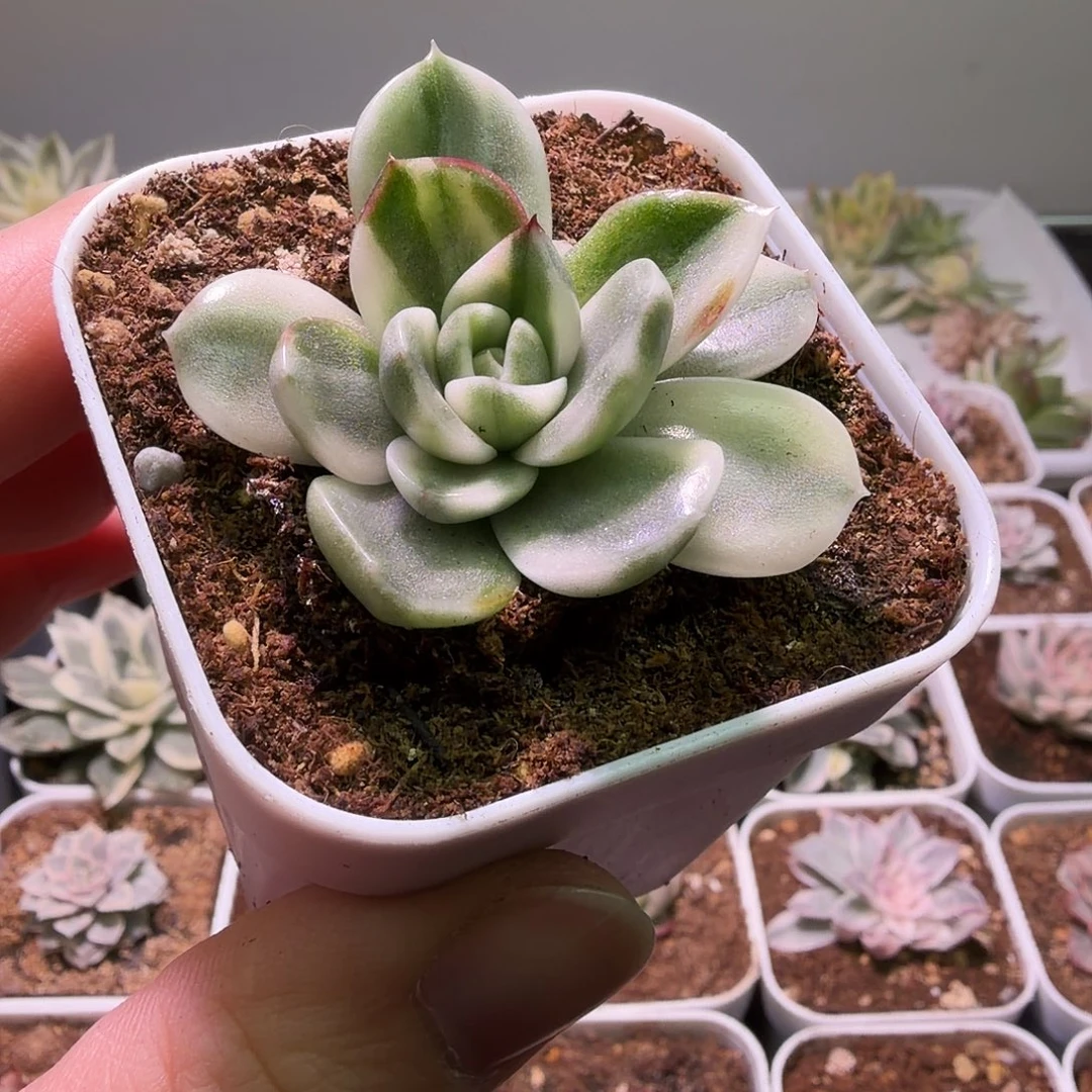 发光玫瑰锦植物一物一拍