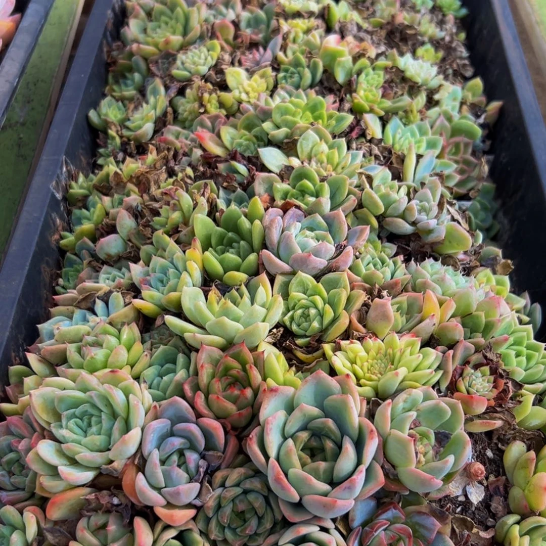 590多肉葡萄的价格是多少啊