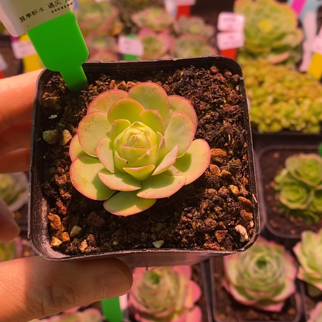 8号离月—山地玫瑰