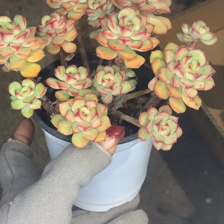 探戈  （不满9.99发空盆冷地区不拍保温扣3.9多肉）