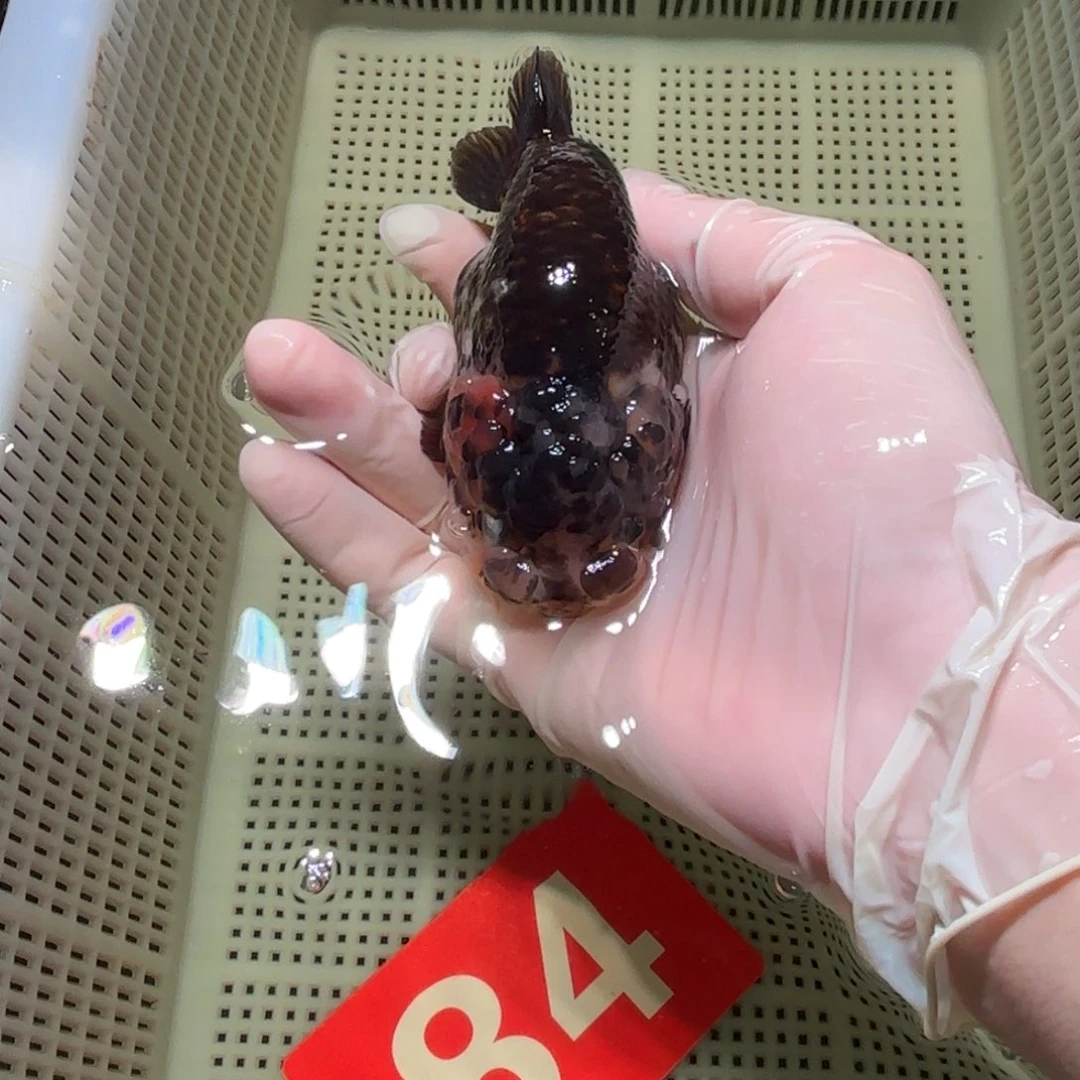 金鱼运费自理不包邮