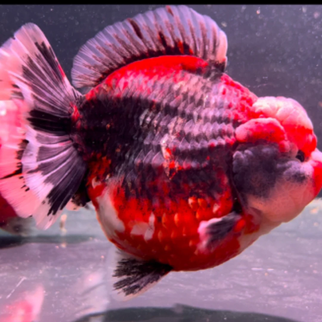 兰寿金鱼冷水观赏鱼苗活体波妞奶牛泰狮好养百褶耐活