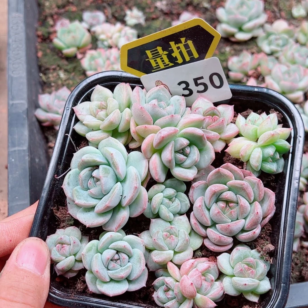 当前无花朵，栽培后可花朵