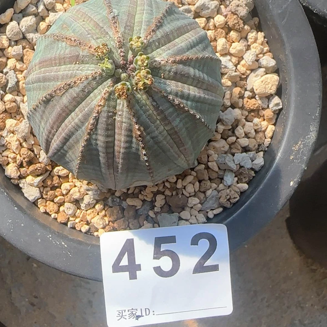 【闪购商品】绞****茄块根植物布纹球